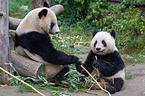 2 Groe Pandas