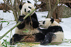 2 Groe Pandas