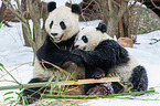 2 Groe Pandas