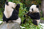 2 Groe Pandas