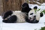 Groer Panda