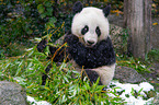 Groer Panda