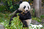 Groer Panda