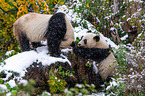 2 Groe Pandas