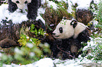 2 Groe Pandas