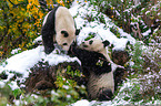 2 Groe Pandas