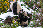 2 Große Pandas