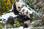 2 Groe Pandas