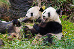 2 Große Pandas