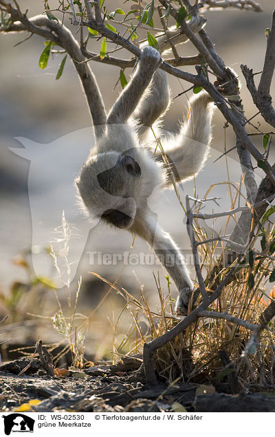 grne Meerkatze / green monkeys / WS-02530