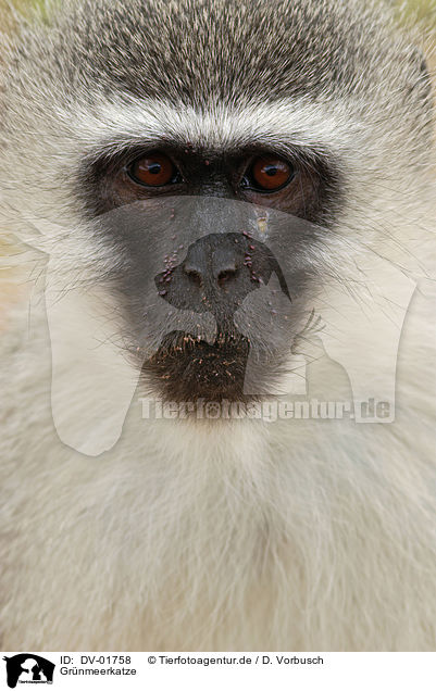 Grnmeerkatze / vervet monkey / DV-01758