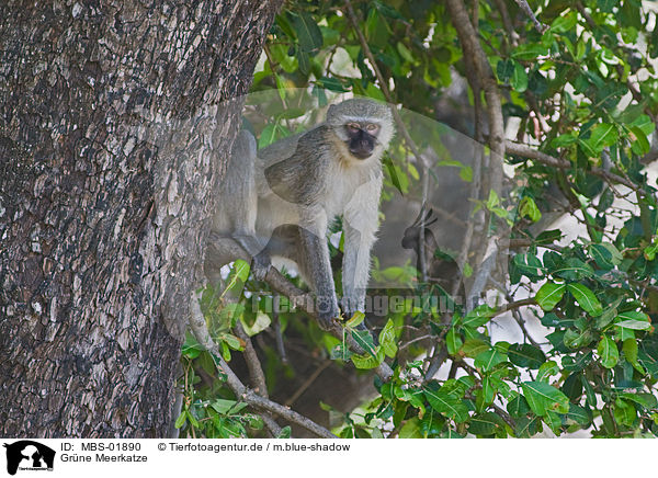 Grne Meerkatze / vervet monkey / MBS-01890