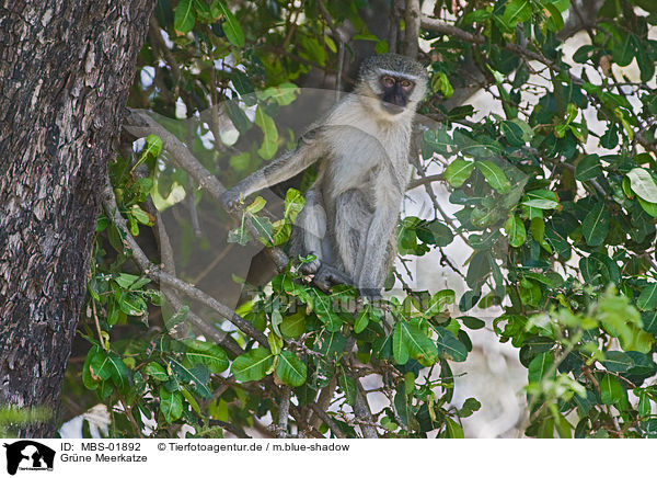 Grne Meerkatze / vervet monkey / MBS-01892