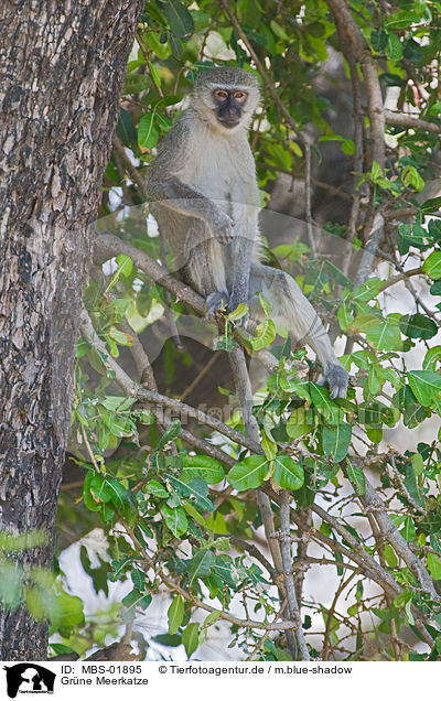 Grne Meerkatze / vervet monkey / MBS-01895