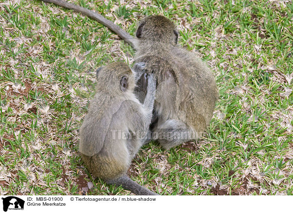Grne Meerkatze / vervet monkey / MBS-01900