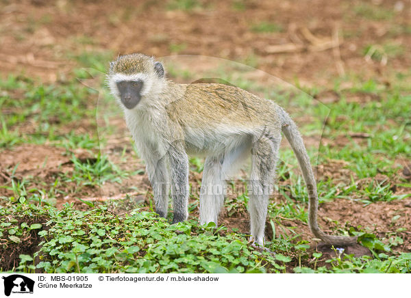 Grne Meerkatze / vervet monkey / MBS-01905