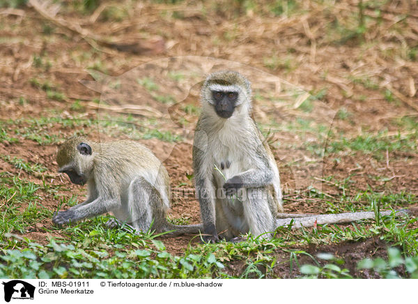 Grne Meerkatze / vervet monkey / MBS-01911