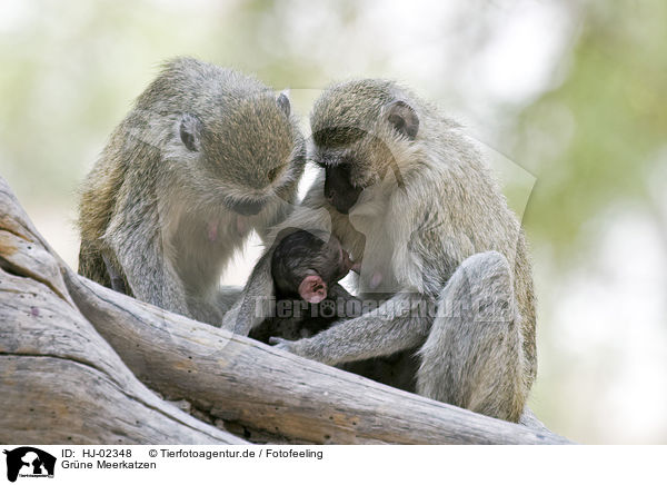 Grne Meerkatzen / Green monkeys / HJ-02348