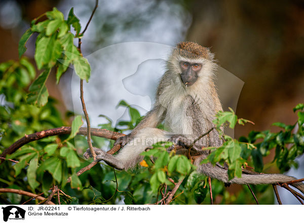 Grne Meerkatze / grivet / JR-02241