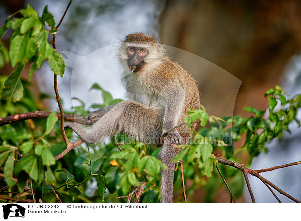 Grne Meerkatze / grivet / JR-02242