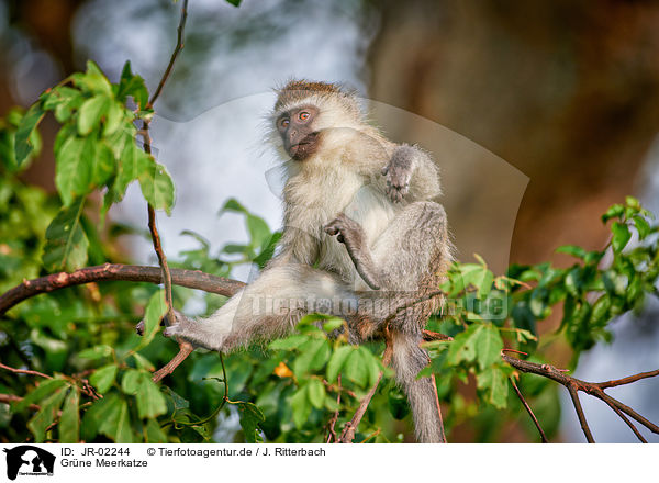Grne Meerkatze / grivet / JR-02244
