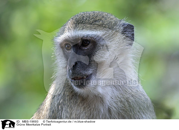 Grne Meerkatze Portrait / Vervet Monkey portrait / MBS-19693