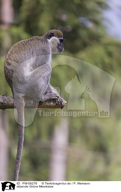 sitzende Grne Meerkatze / sitting Vervet Monkey / PW-08276