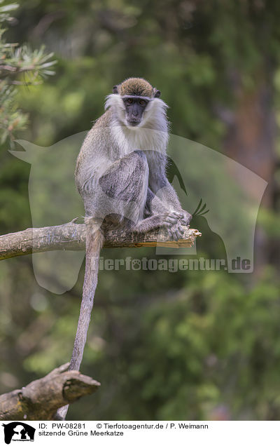 sitzende Grne Meerkatze / sitting Vervet Monkey / PW-08281