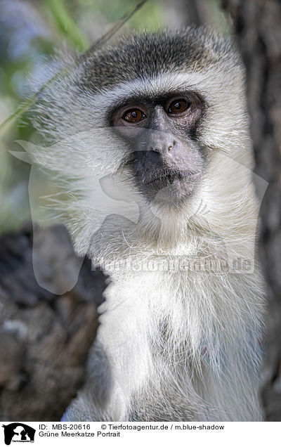 Grne Meerkatze Portrait / Vervet Monkey portrait / MBS-20616
