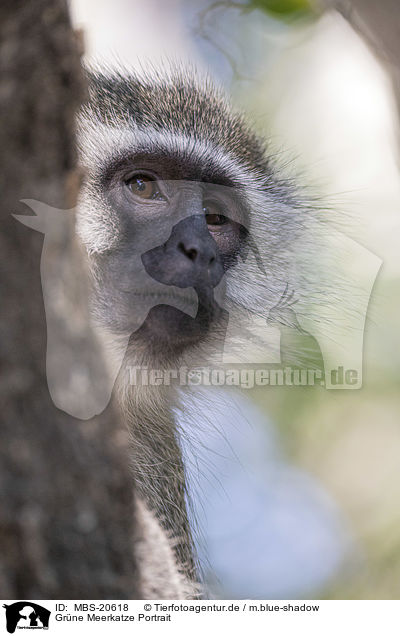 Grne Meerkatze Portrait / Vervet Monkey portrait / MBS-20618