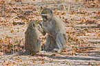 Grne Meerkatze