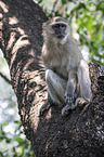 sitzende Grne Meerkatze