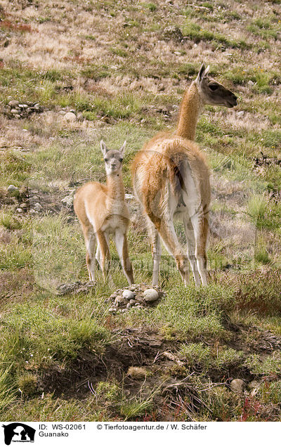 Guanako / guanaco / WS-02061