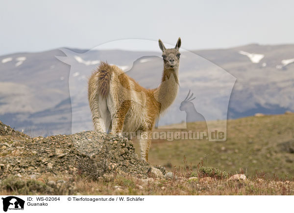 Guanako / guanaco / WS-02064