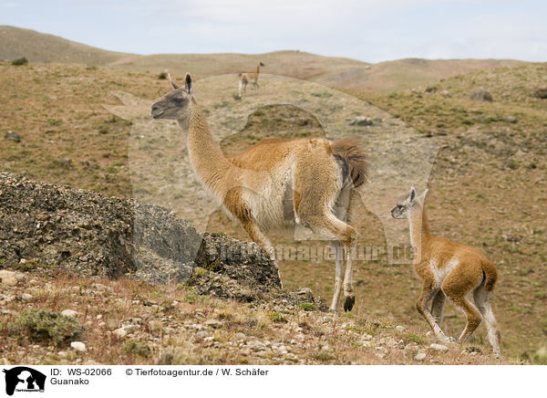 Guanako / guanaco / WS-02066