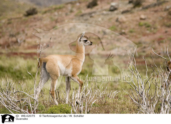 Guanako / guanaco / WS-02075