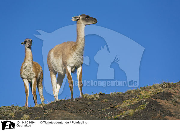 Guanakos / Guanacos / HJ-01694