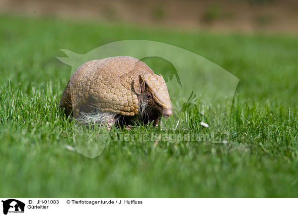 Grteltier / armadillo / JH-01083