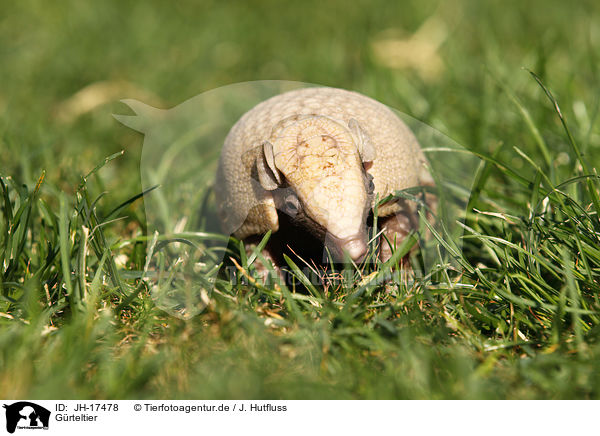 G�rteltier / armadillo / JH-17478