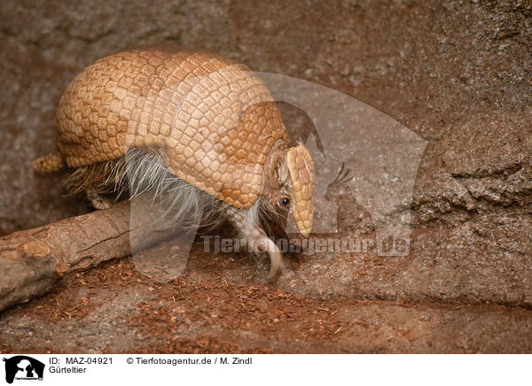 G�rteltier / armadillo / MAZ-04921