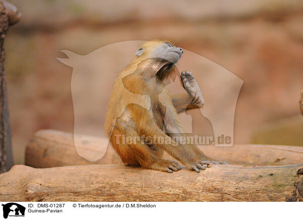 Guinea-Pavian / baboon / DMS-01287
