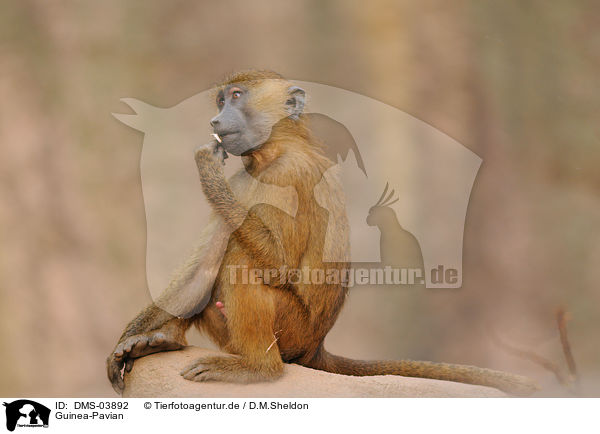 Guinea-Pavian / baboon / DMS-03892
