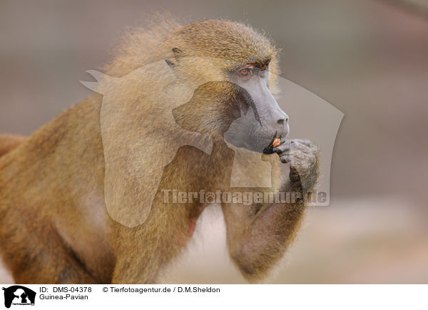 Guinea-Pavian / baboon / DMS-04378