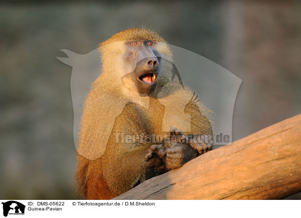 Guinea-Pavian / baboon / DMS-05622