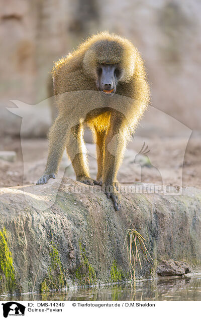 Guinea-Pavian / Guinea baboon / DMS-14349