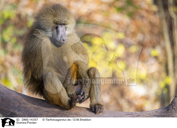 Guinea-Pavian / Guinea baboon / DMS-14357