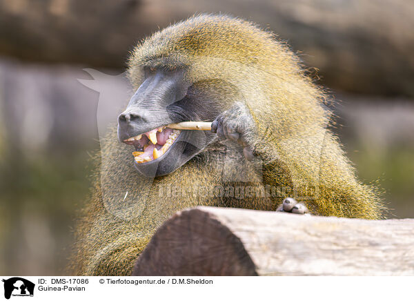 Guinea-Pavian / Guinea-Pavian / DMS-17086