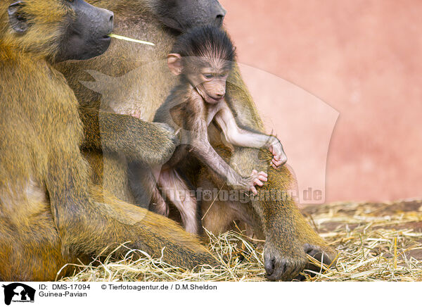 Guinea-Pavian / Guinea-Pavian / DMS-17094