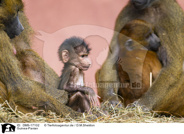 Guinea-Pavian / Guinea-Pavian / DMS-17102