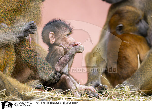 Guinea-Pavian / Guinea-Pavian / DMS-17103